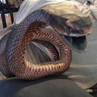 snake